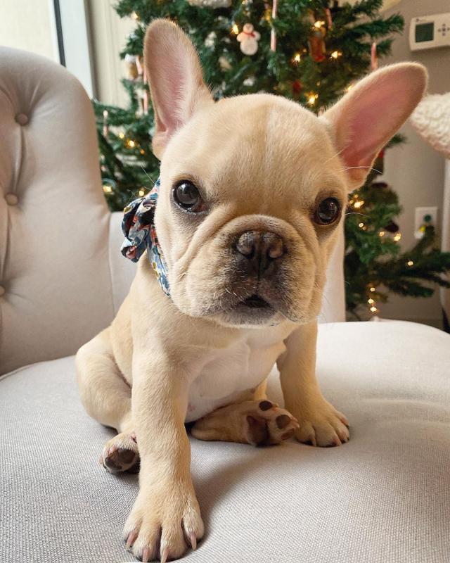 French Bulldog puppies Image eClassifieds4u