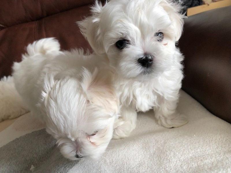 Pure White Maltese Ready for New Home Image eClassifieds4u