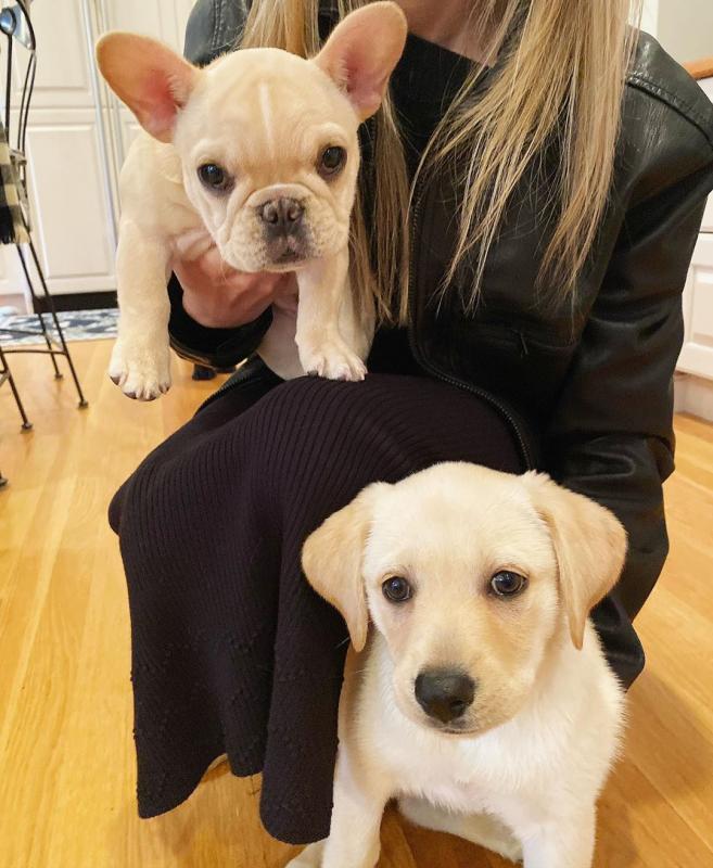French Bulldog Puppies Image eClassifieds4u
