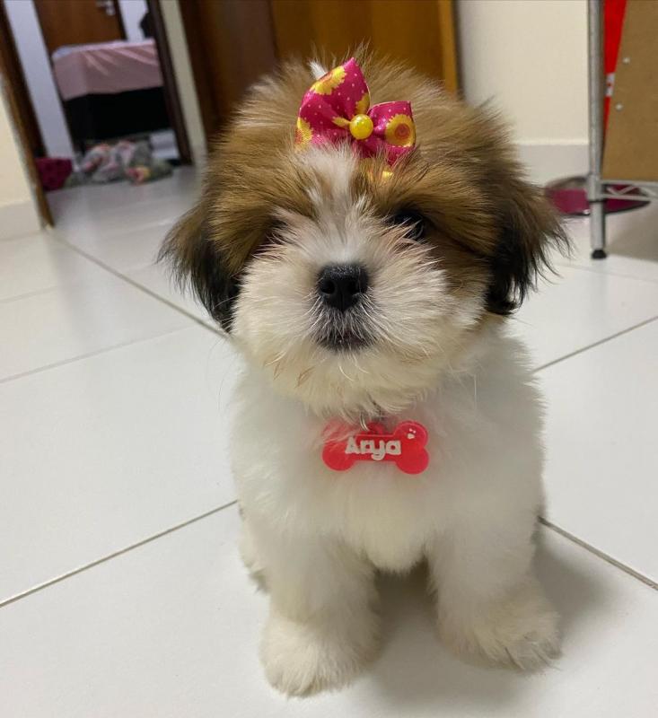 🟥🍁🟥 ADORABLE CANADIAN 💗🍀LHASA APSO 🐕🐕PUPPIES 🟥🍁🟥 Image eClassifieds4u