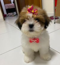 🟥🍁🟥 ADORABLE CANADIAN 💗🍀LHASA APSO 🐕🐕PUPPIES 🟥🍁🟥
