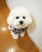 Beautiful bichon frise puppies for adoption