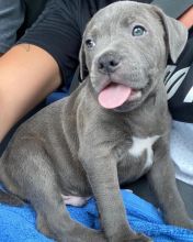 cute and adorable American blue nose pit-bull for adoption