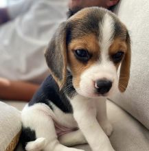 pretty beagle for free adoption