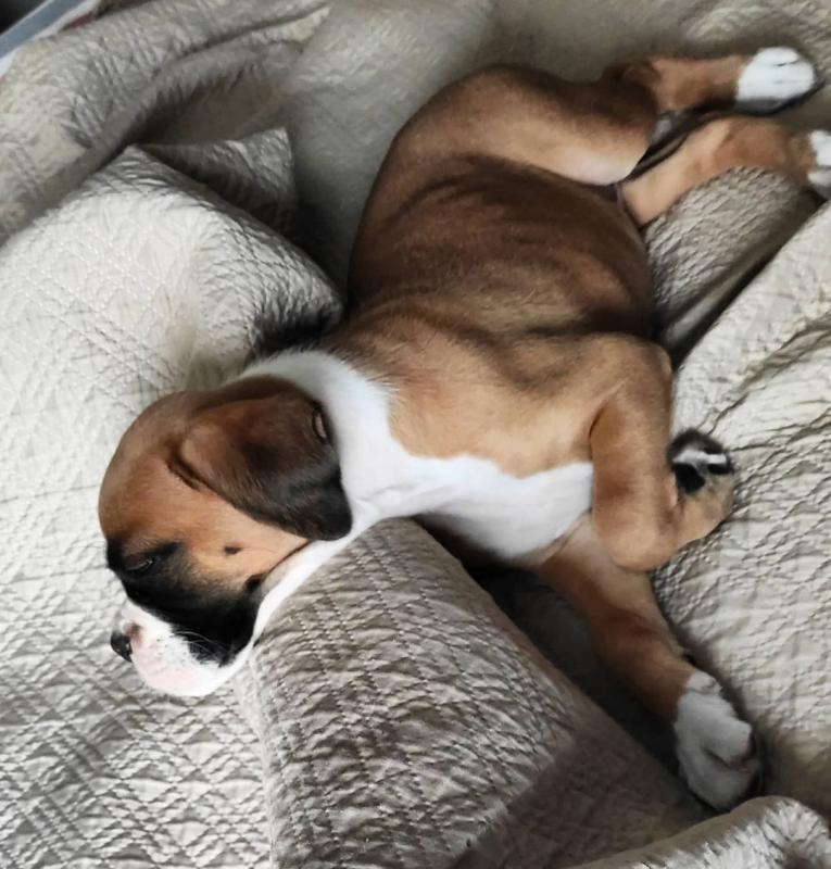 Beautiful boxer for free adoption Image eClassifieds4u