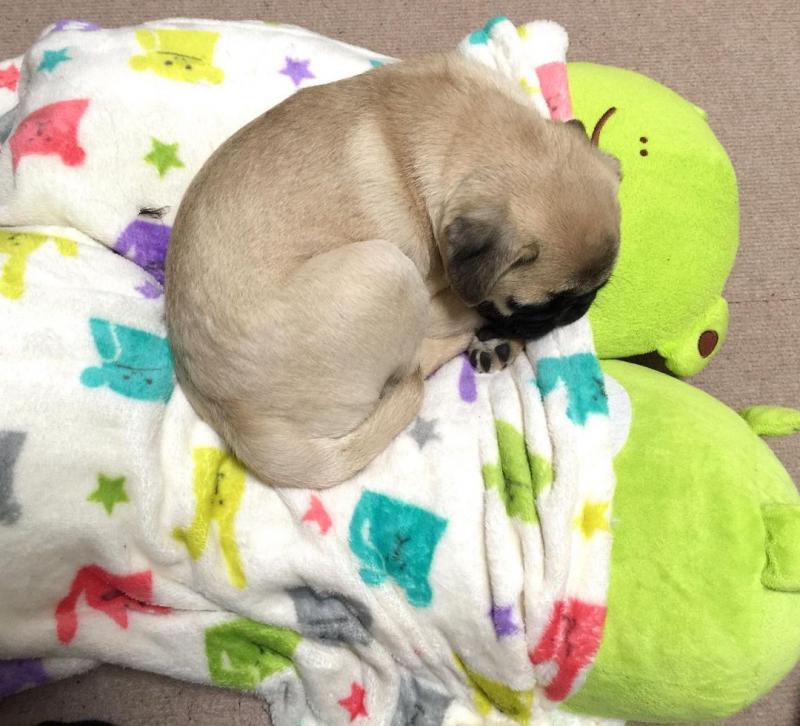 Beautiful pug puppies for free adoption Image eClassifieds4u