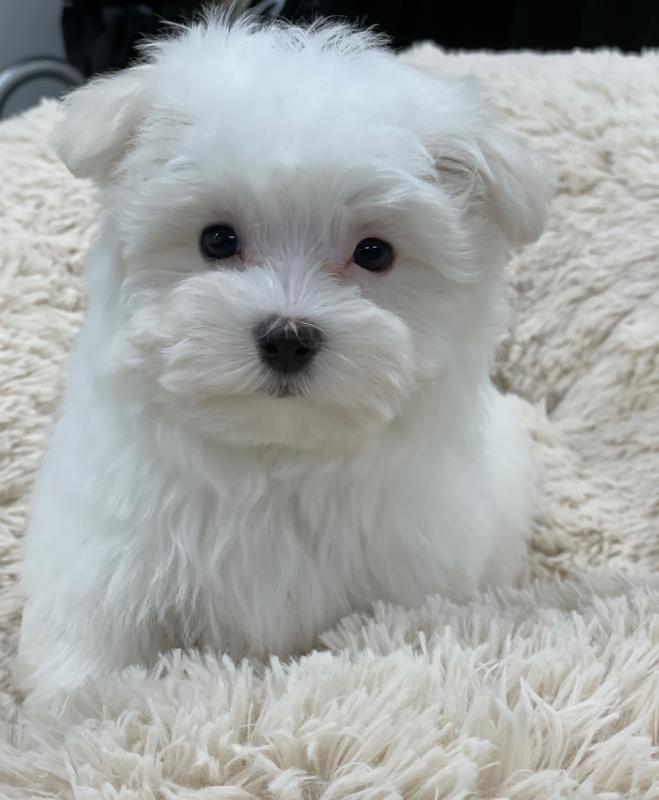 Excellent Maltese Puppies for Adoption 💕Delivery possible🌎 Image eClassifieds4u
