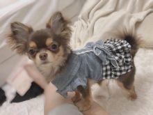 amazing chihuahua puppies for adoption Image eClassifieds4U