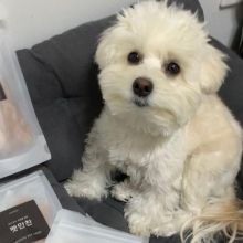 beautiful maltese for free adoption Image eClassifieds4U