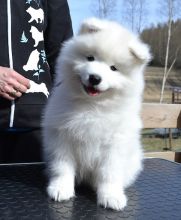 Gorgeous CKC Samoyed Puppies For Adoption 💕Delivery possible🌎 Image eClassifieds4U