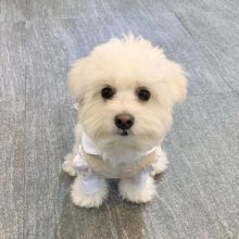 pretty maltese for free adoption Image eClassifieds4U