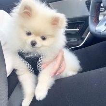 pretty pomeranian puppies for free adoption Image eClassifieds4u 2