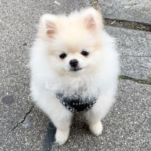 smart teacup pomeranian puppies for adoption, Image eClassifieds4u 2