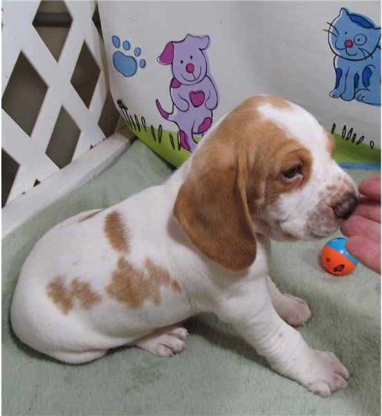 pretty beagle for free adoption Image eClassifieds4u