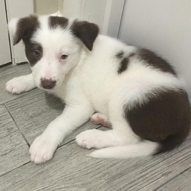 pretty border collie puppies for adoption Image eClassifieds4u