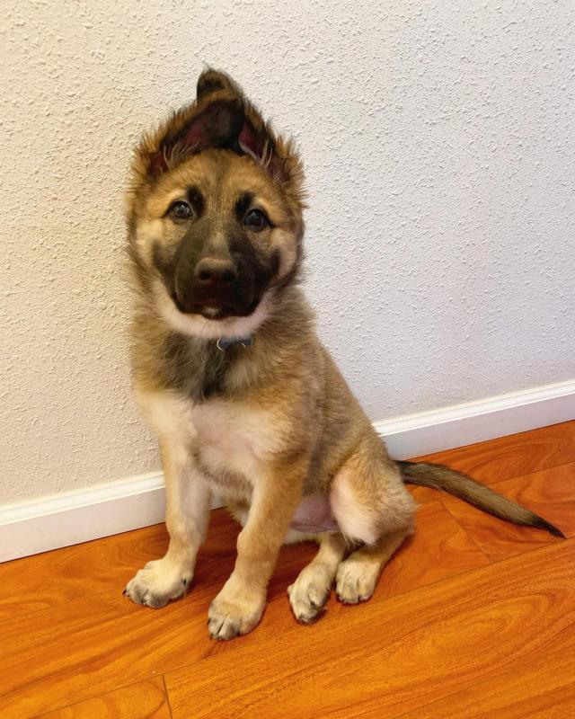 smart and available German shepherd puppies for adoption. Image eClassifieds4u
