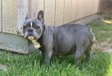 Amazing French bulldog puppies available for adoption.