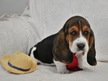 Basset Hound Puppies Available