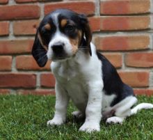 Beagle Puppies For Adoption