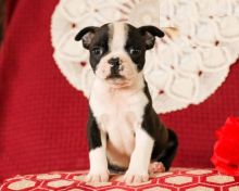Boston Terrier Puppies For Adoption