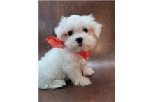 MALTESE PUPPIES FOR SALE TO GOOD HOME EMAIL jaydennathan200@gmail.com