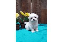 MALTESE PUPPIES FOR SALE TO GOOD HOME EMAIL jaydennathan200@gmail.com