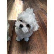 MALTESE PUPPIES FOR SALE TO GOOD HOME EMAIL jaydennathan200@gmail.com