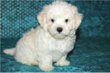 MALTESE PUPPIES FOR SALE TO GOOD HOME EMAIL jaydennathan200@gmail.com