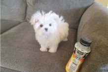 MALTESE PUPPIES FOR SALE TO GOOD HOME EMAIL jaydennathan200@gmail.com