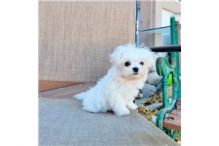 MALTESE PUPPIES FOR SALE TO GOOD HOME EMAIL jaydennathan200@gmail.com