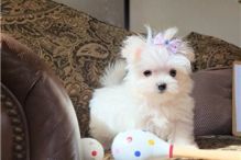 MALTESE PUPPIES FOR SALE TO GOOD HOME EMAIL jaydennathan200@gmail.com