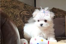 MALTESE PUPPIES FOR SALE TO GOOD HOME EMAIL jaydennathan200@gmail.com