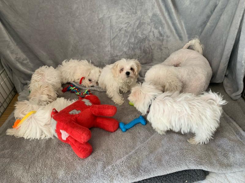 Friendly Maltipoo Puppies for adoption.. email me via kaileynarinder31@gmail. Image eClassifieds4u