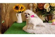 MALTESE PUPPIES FOR SALE TO GOOD HOME EMAIL jaydennathan200@gmail.com Image eClassifieds4U