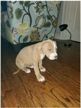Blue nore pitbull puppies available!! Image eClassifieds4U