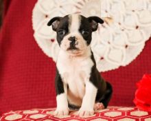 Boston Terrier Puppies For Adoption Image eClassifieds4U