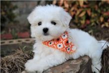 MALTESE PUPPIES FOR SALE TO GOOD HOME EMAIL jaydennathan200@gmail.com Image eClassifieds4U