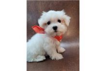 MALTESE PUPPIES FOR SALE TO GOOD HOME EMAIL jaydennathan200@gmail.com Image eClassifieds4U