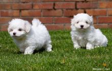 MALTESE PUPPIES FOR SALE TO GOOD HOME EMAIL jaydennathan200@gmail.com Image eClassifieds4U