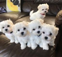 MALTESE PUPPIES FOR SALE TO GOOD HOME EMAIL jaydennathan200@gmail.com Image eClassifieds4U