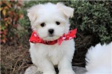 MALTESE PUPPIES FOR SALE TO GOOD HOME EMAIL jaydennathan200@gmail.com Image eClassifieds4U