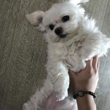 MALTESE PUPPIES FOR SALE TO GOOD HOME EMAIL jaydennathan200@gmail.com Image eClassifieds4U