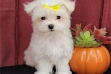 MALTESE PUPPIES FOR SALE TO GOOD HOME EMAIL jaydennathan200@gmail.com Image eClassifieds4U