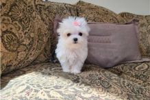 MALTESE PUPPIES FOR SALE TO GOOD HOME EMAIL jaydennathan200@gmail.com Image eClassifieds4U