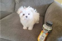 MALTESE PUPPIES FOR SALE TO GOOD HOME EMAIL jaydennathan200@gmail.com Image eClassifieds4U