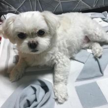 MALTESE PUPPIES FOR SALE TO GOOD HOME EMAIL jaydennathan200@gmail.com Image eClassifieds4U