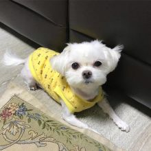 MALTESE PUPPIES FOR SALE TO GOOD HOME EMAIL jaydennathan200@gmail.com Image eClassifieds4U