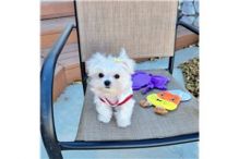 MALTESE PUPPIES FOR SALE TO GOOD HOME EMAIL jaydennathan200@gmail.com Image eClassifieds4U