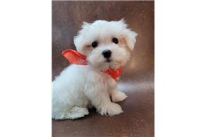 MALTESE PUPPIES FOR SALE TO GOOD HOME EMAIL jaydennathan200@gmail.com Image eClassifieds4u