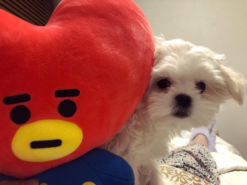 MALTESE PUPPIES FOR SALE TO GOOD HOME EMAIL jaydennathan200@gmail.com Image eClassifieds4u